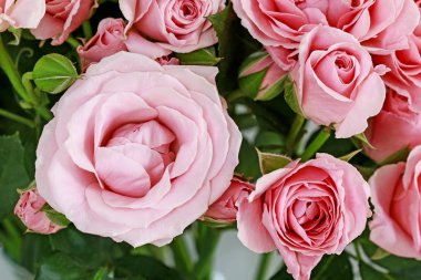 güzel pembe güller arka plan.