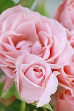 güzel pembe güller arka plan.