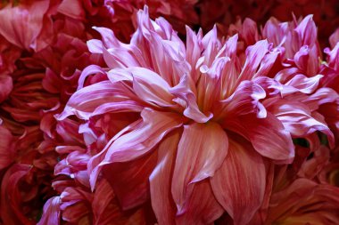 pembe dahlia çiçeği arka plan. 