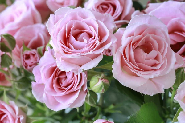 Schöne rosa Rosen Hintergrund. — Stockfoto