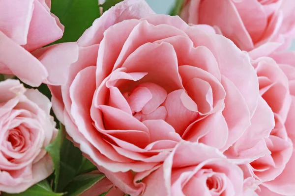 Krásné růžové růže pozadí. — Stock fotografie