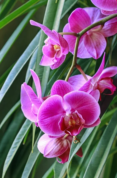 Orchideenblüten in der Orangerie. — Stockfoto