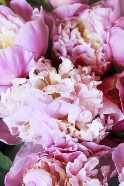 Pivoines roses fond . — Photo