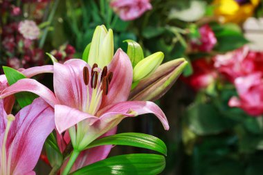 Bahçedeki pembe zambaklar. 