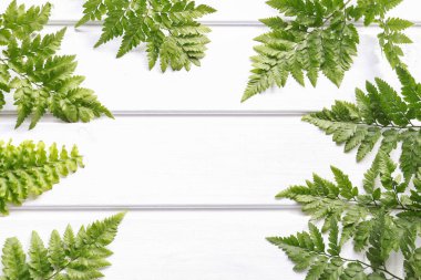 Beyaz ahşap arka planda eğrelti otu. 