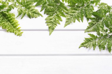 Beyaz ahşap arka planda eğrelti otu. 