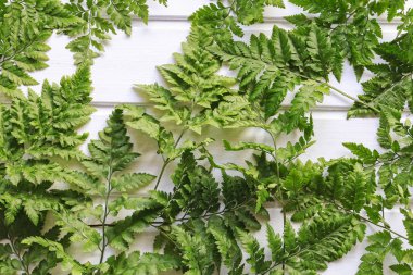 Beyaz ahşap arka planda eğrelti otu. 