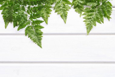 Beyaz ahşap arka planda eğrelti otu. 