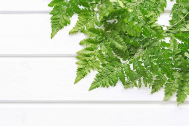 Beyaz ahşap arka planda eğrelti otu. 