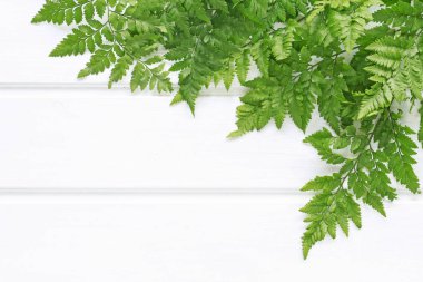 Beyaz ahşap arka planda eğrelti otu. 