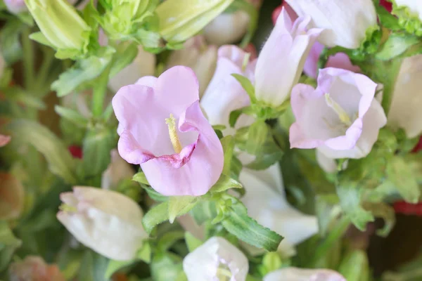 Campanule dans le jardin . — Photo