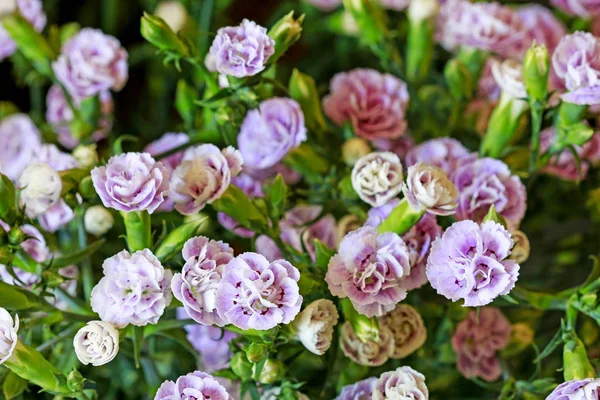 Fondo fiore con garofani viola . — Foto Stock