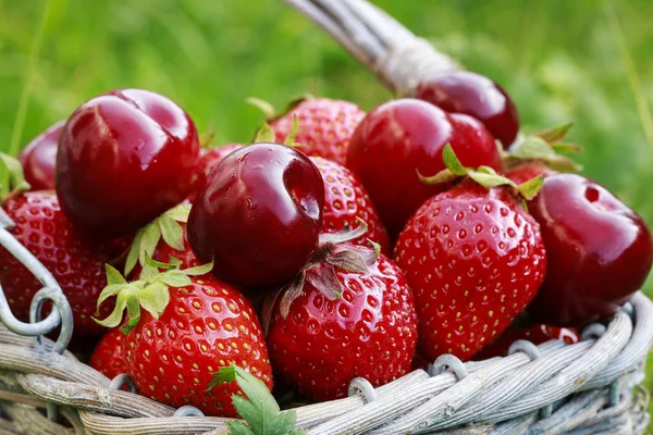 Erdbeeren und Kirschen im Weidenkorb. — Stockfoto