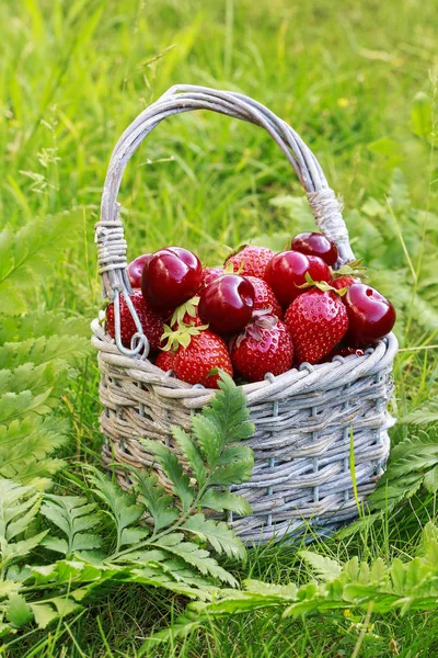Erdbeeren und Kirschen im Weidenkorb. — Stockfoto