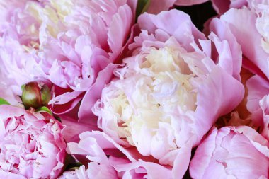 Pembe peonies arka plan. 