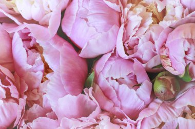 Pembe peonies arka plan. 
