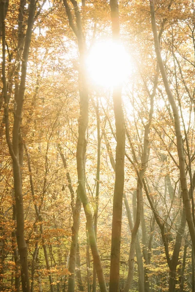 Otoño bosque fondo de pantalla . — Foto de Stock