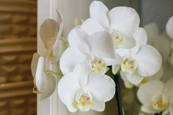 Weiße Orchideenblüten. — Stockfoto