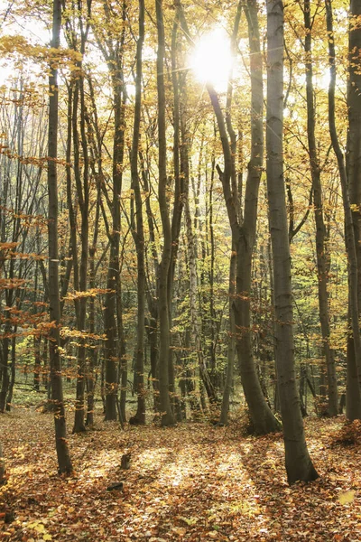 Höst skog med gyllene ljus — Stockfoto