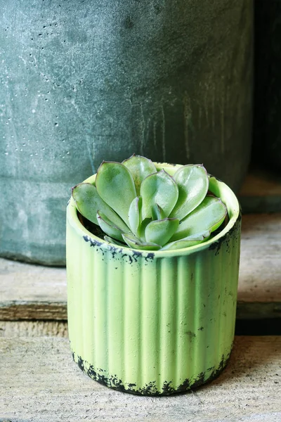 Succulent plants in green pot. — Stock Photo, Image