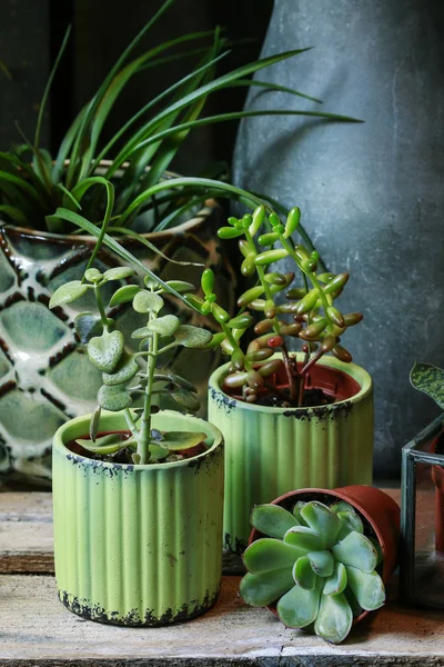 Szukkulens növények zöld pot. — Stock Fotó
