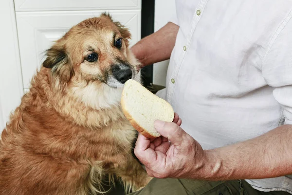 Uomo che nutre il suo cane . — Foto Stock