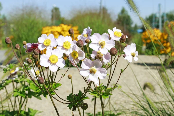 Anémone japonaise (Anemone hupehensis) dans le jardin botanique — Photo