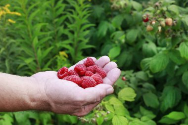 Çiftçinin elinde ahududu. Yaz aylarında meyve hasadı. 