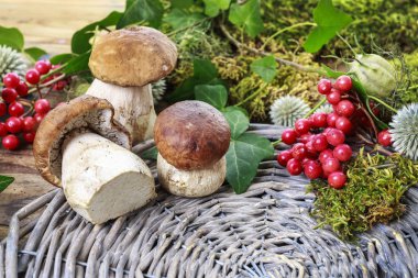 Mantar ve diğer bitkiler ile Sonbahar arka plan