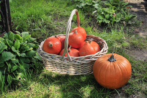 Wikcer basket with hokkaido pumpkins in the garden. — Stock Photo, Image