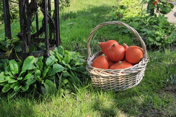 Cesto per Wikcer con zucche hokkaido in giardino . — Foto Stock