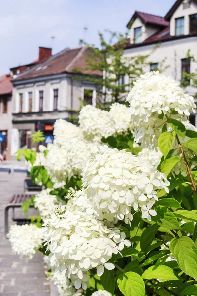 Zahrada s hortenskem (Hydrangea) květy — Stock fotografie