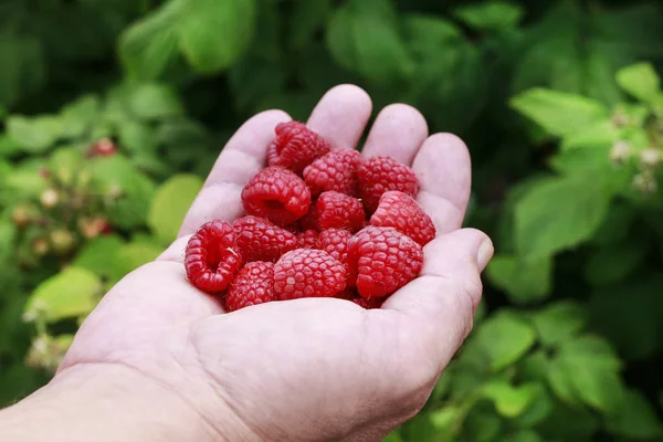 Raspberries in farmer's hand. Fruit harvest in summer. — Stock Photo, Image