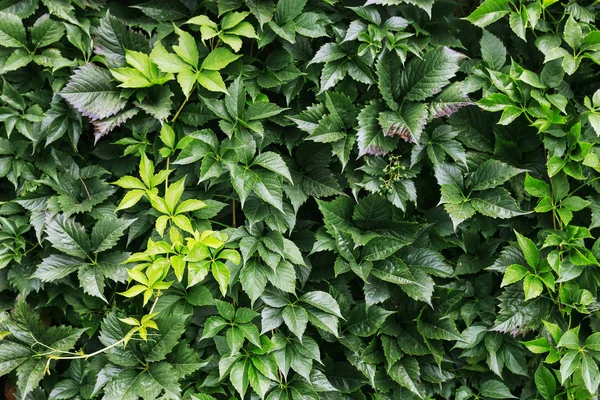 Японський завод на стіні. Зелений Вірджинія крепер листя. — стокове фото