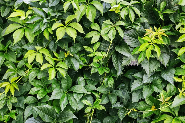 Parthenocissus Pflanze an der Wand. grüne Jungfernblätter. — Stockfoto