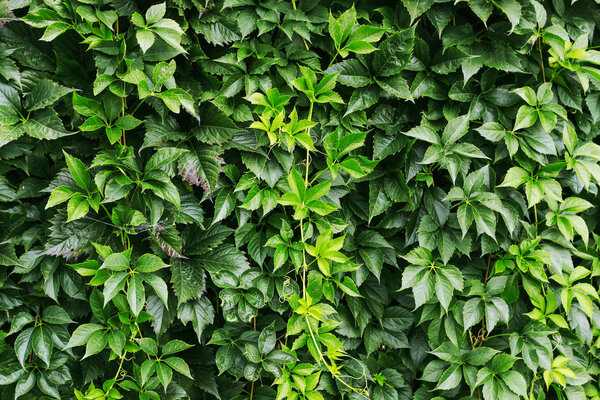 Parthenocissus plant on the wall. Green virginia creeper leaves.