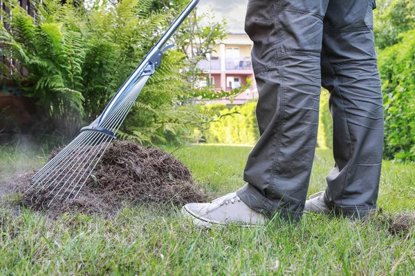 Gazon raking. Werken in de tuin. — Stockfoto