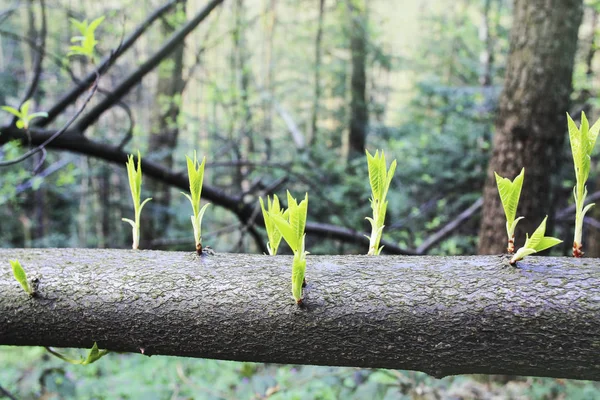 Brotos de primavera no tronco da árvore . — Fotografia de Stock