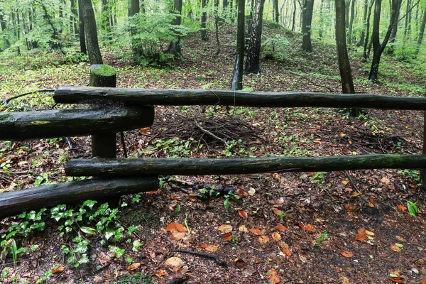 Giornata di pioggia nella foresta — Foto Stock