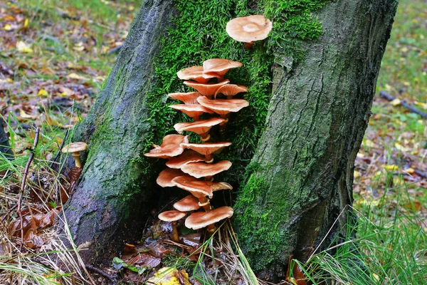 Champignon du miel (Armillaria mellea) sur l'arbre . — Photo