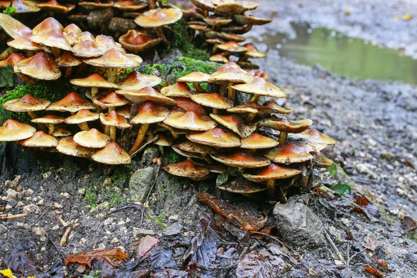 Медовый грибок (Armillaria mellea) на дереве . — стоковое фото