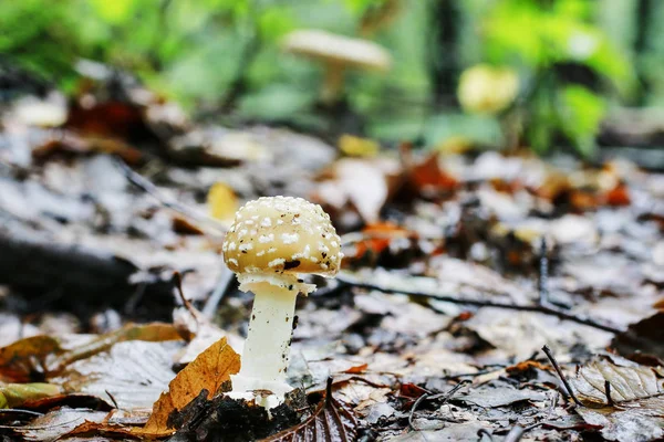 Amanita regalis mushroom (королевская муха агаричная) в лесу . — стоковое фото