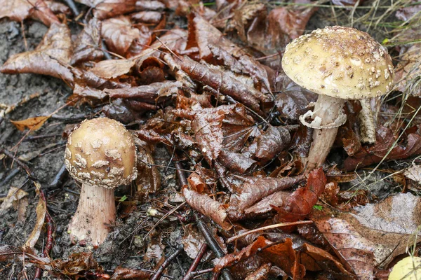 Amanita regalis mushroom (королевская муха агаричная) в лесу — стоковое фото