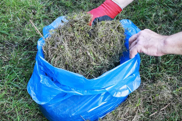 Bolsa de basura con hierba rastrillada. Rastrillo de césped . —  Fotos de Stock