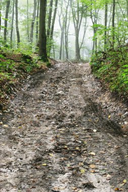 Yol karanlık ormanı. 
