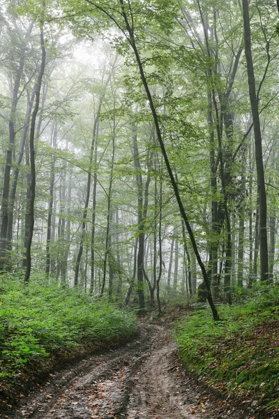 Strada attraverso la foresta oscura . — Foto Stock