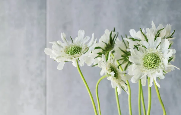 Gri taş arka plan üzerinde beyaz scabiosa çiçekleri. — Stok fotoğraf