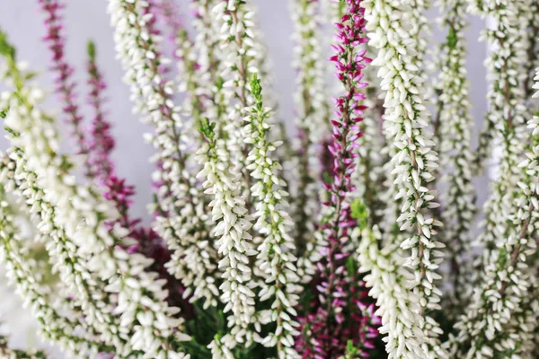 Weiße und violette Heide (calluna vulgaris)) — Stockfoto