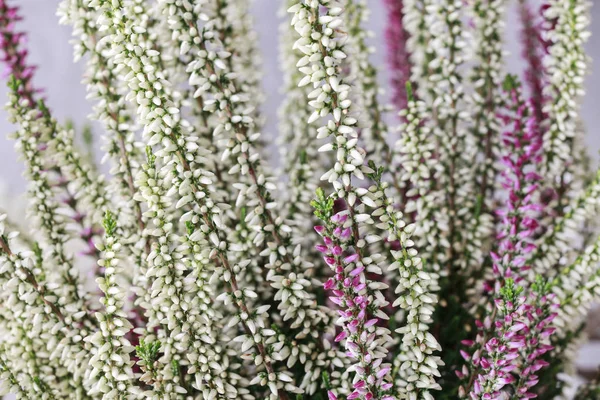 Brezo blanco y violeta (Calluna vulgaris ) — Foto de Stock