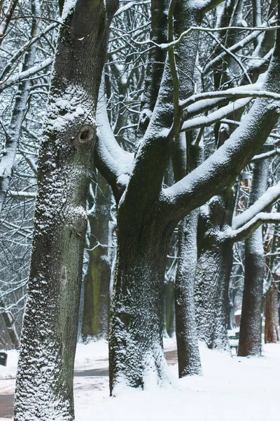 Paesaggio invernale con alberi coperti di neve. — Foto Stock